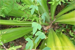 Adenia wightiana